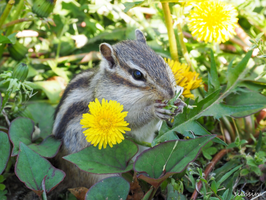 さいたま市りすの家