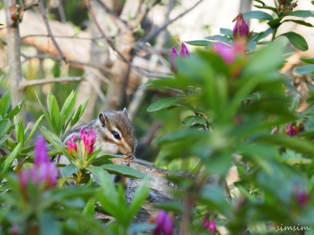 さいたま市りすの家