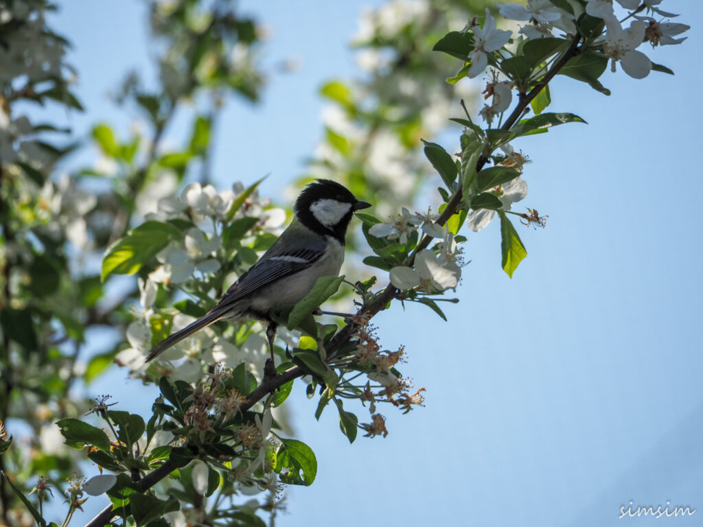 さいたま市りすの家