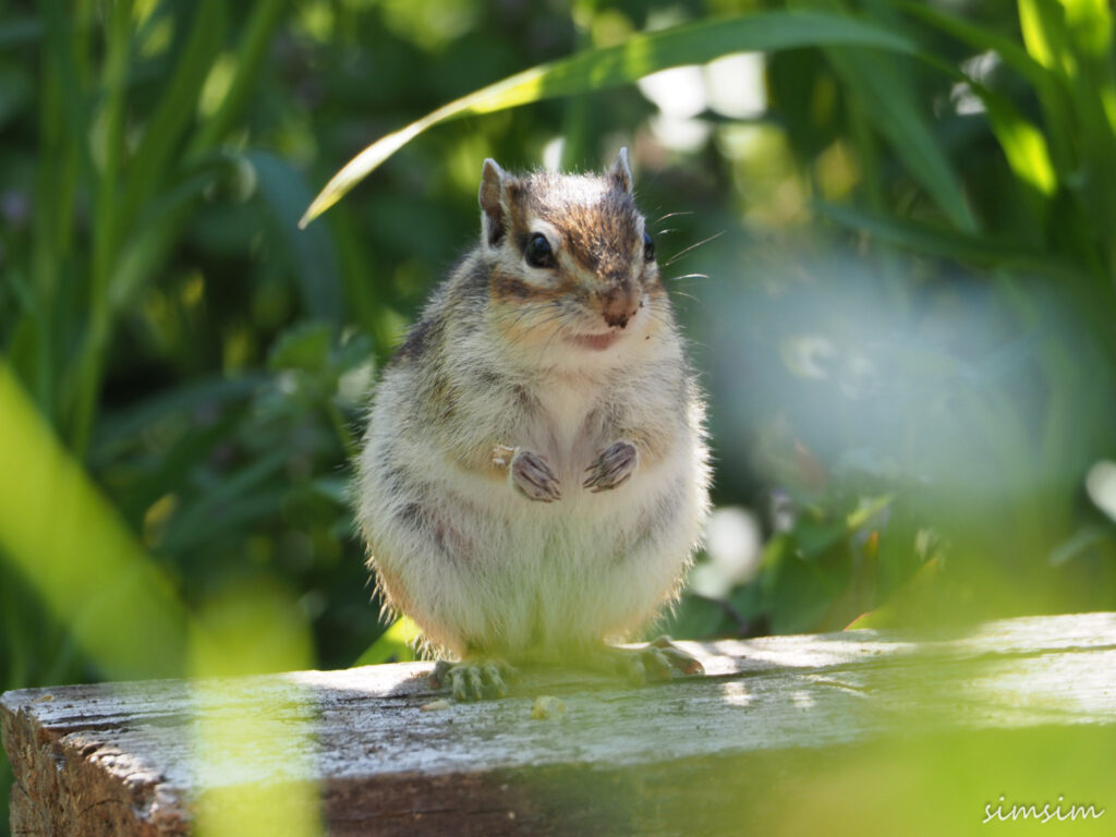 さいたま市りすの家