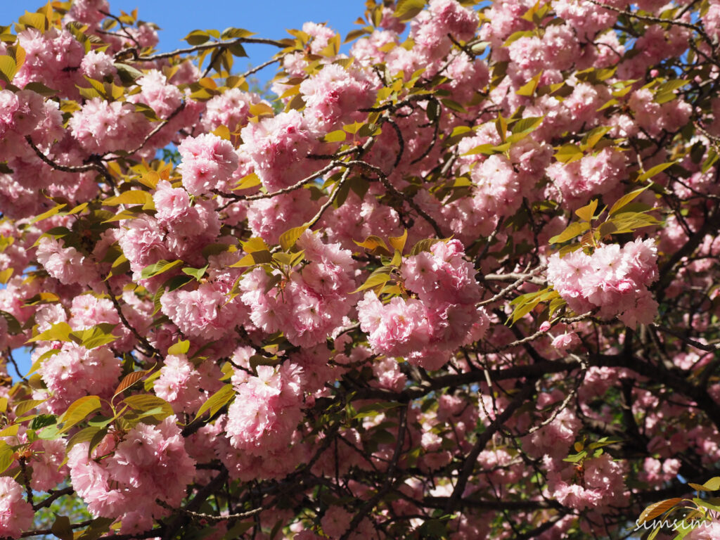 さいたま市りすの家