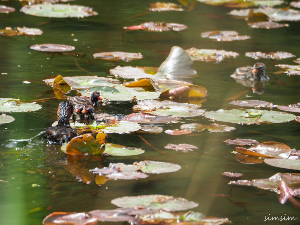 カイツブリ親子