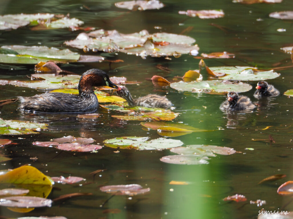 カイツブリ親子