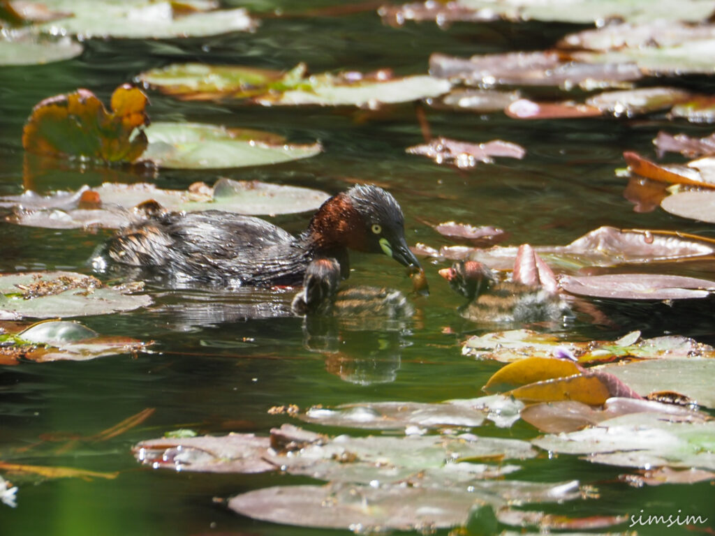 カイツブリ親子