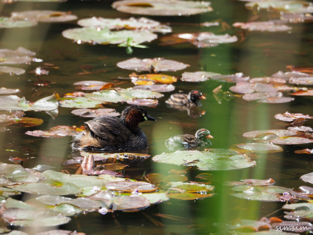 カイツブリ親子