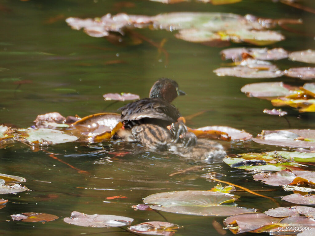 カイツブリ親子