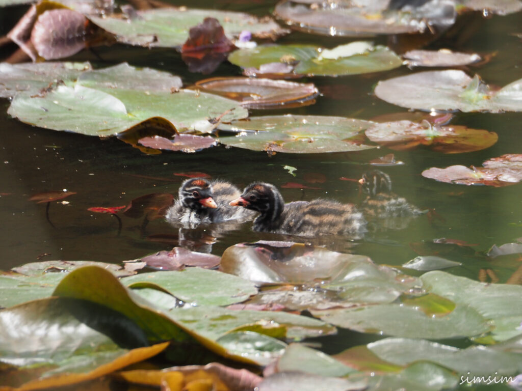 カイツブリ親子