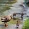 カルガモ親子