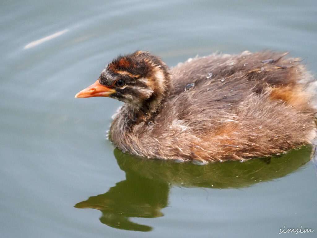 カイツブリ幼鳥