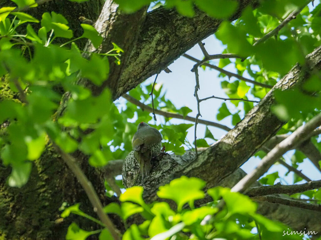 近所のアオゲラ