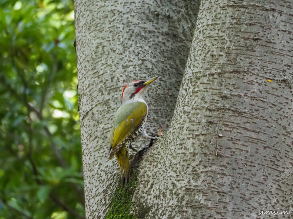 近所のアオゲラ