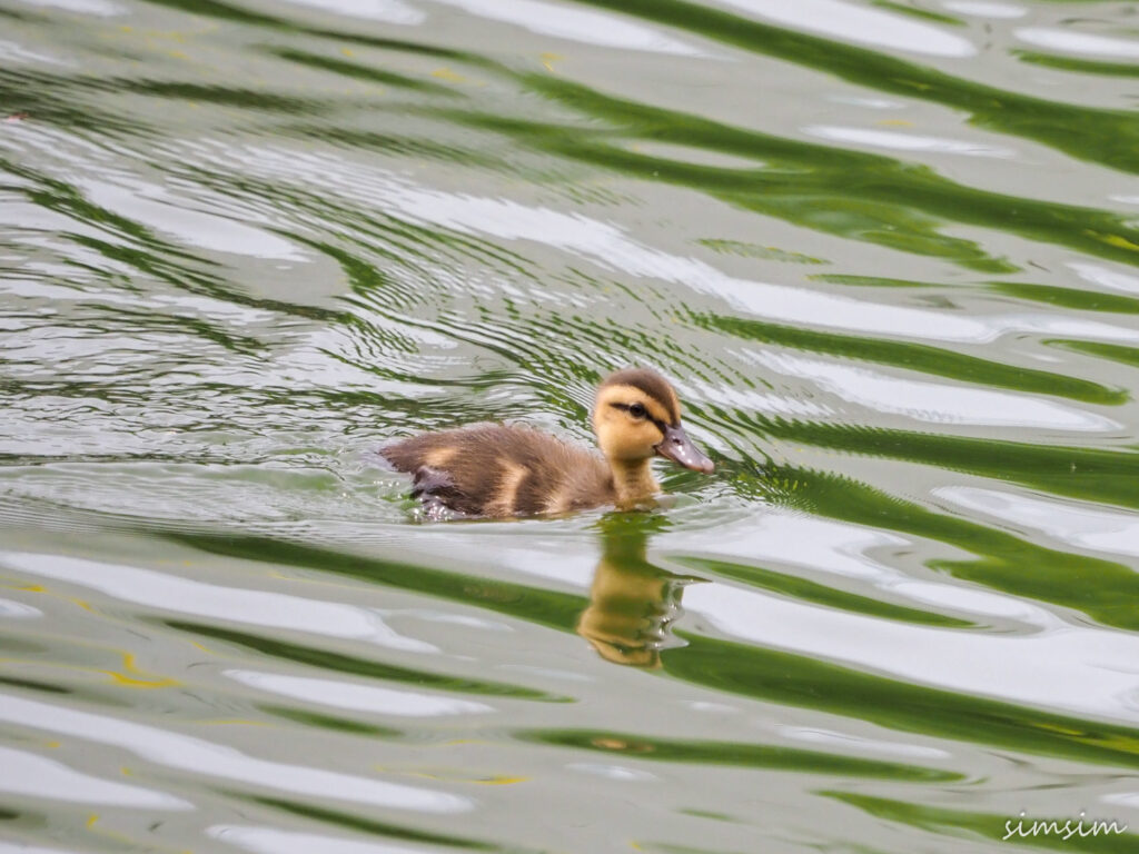 カルガモ雛