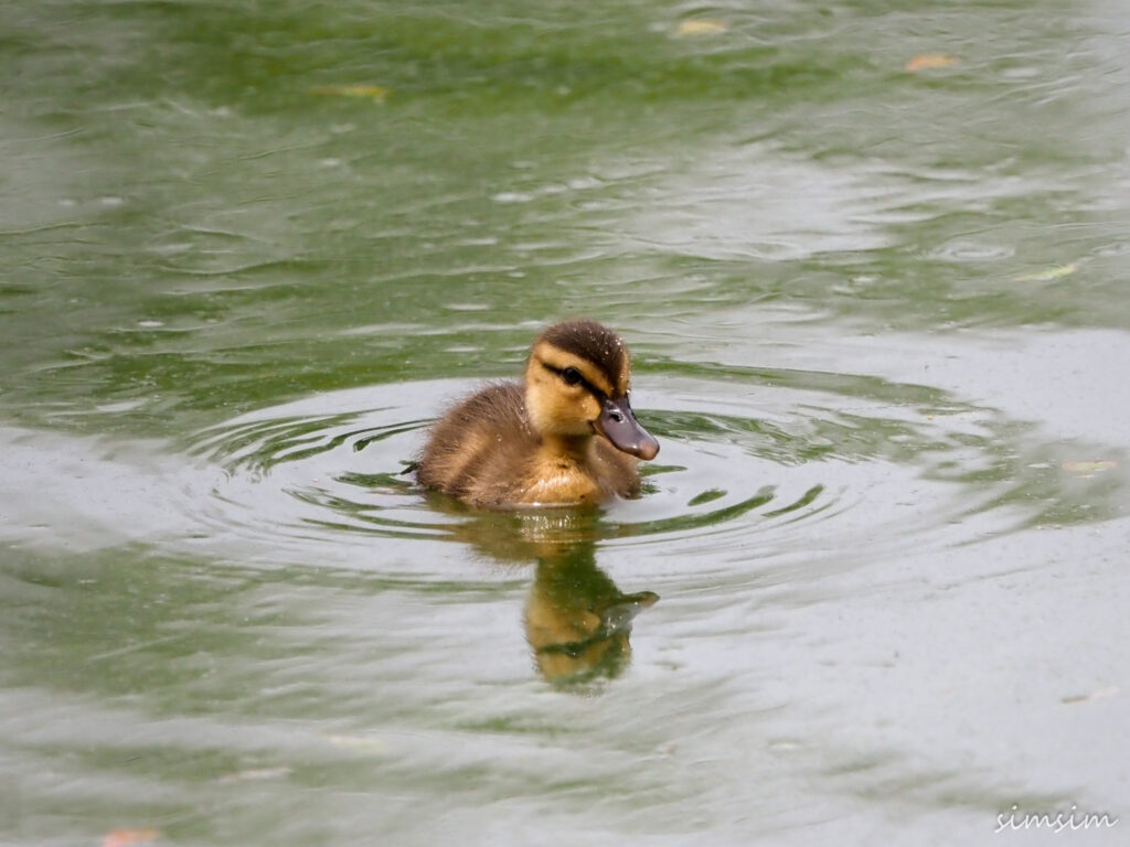 カルガモ雛