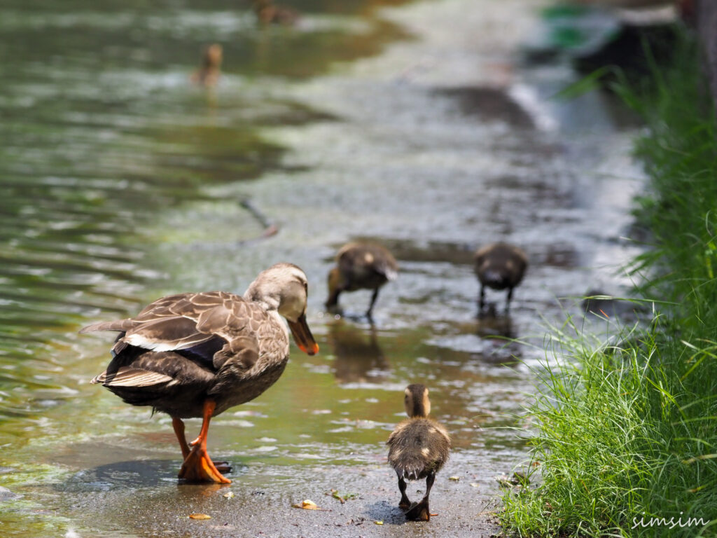 カルガモ親子