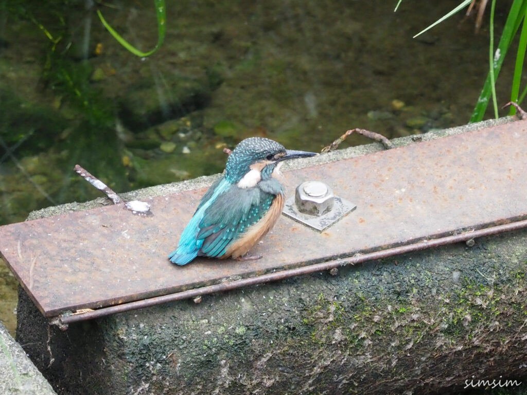 近所のカワセミ親子