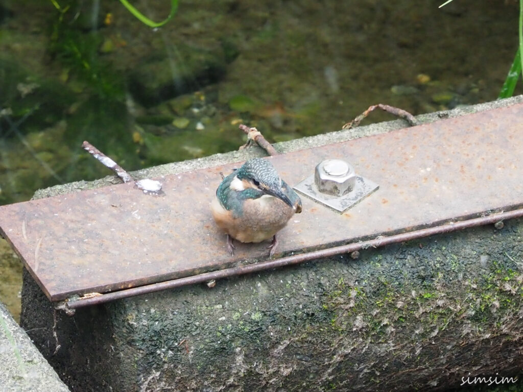 近所のカワセミ親子