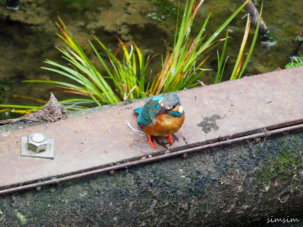 近所のカワセミ親子
