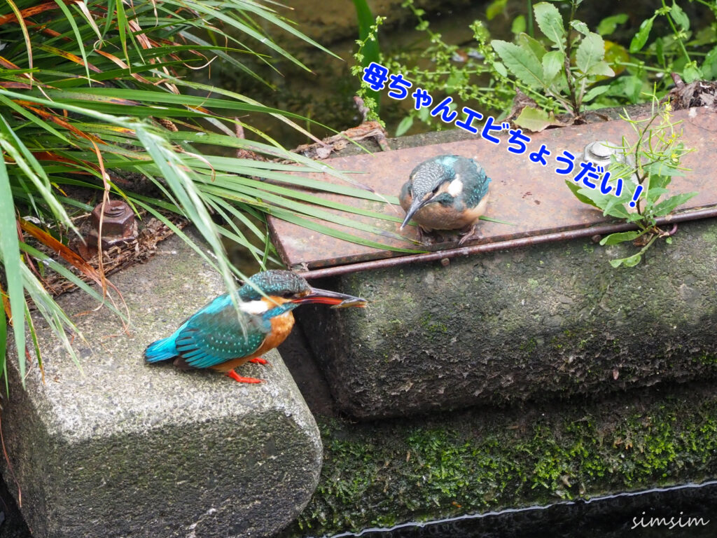 近所のカワセミ親子