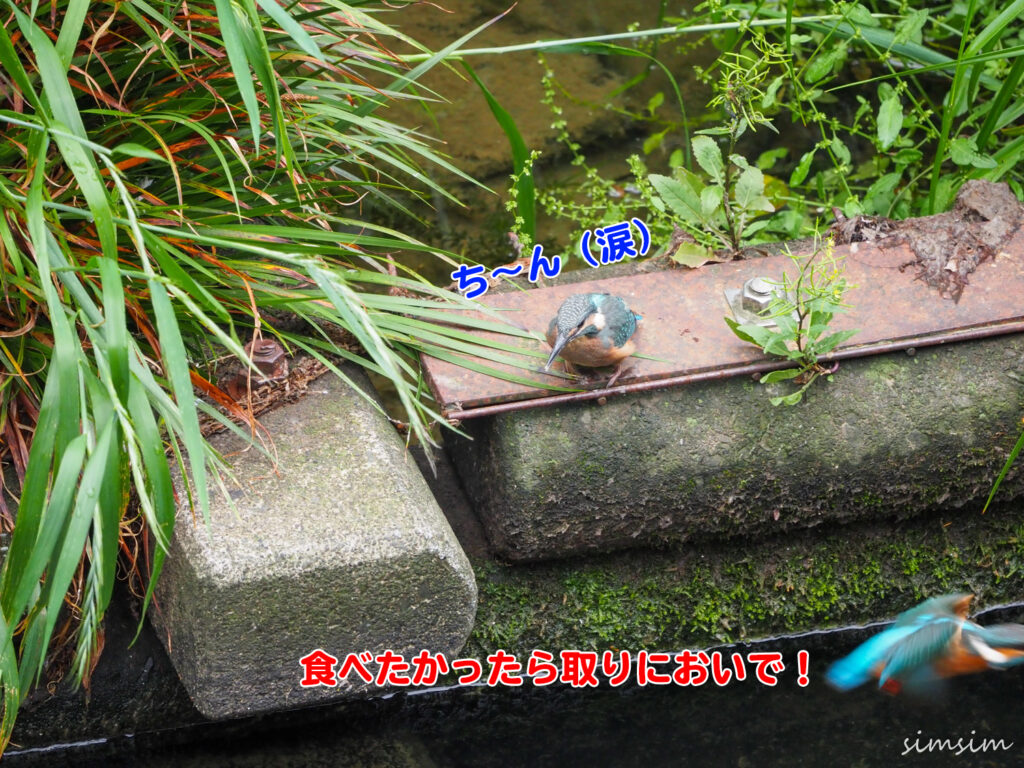 近所のカワセミ親子