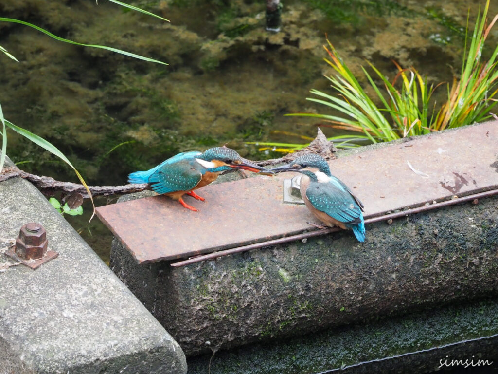 近所のカワセミ親子