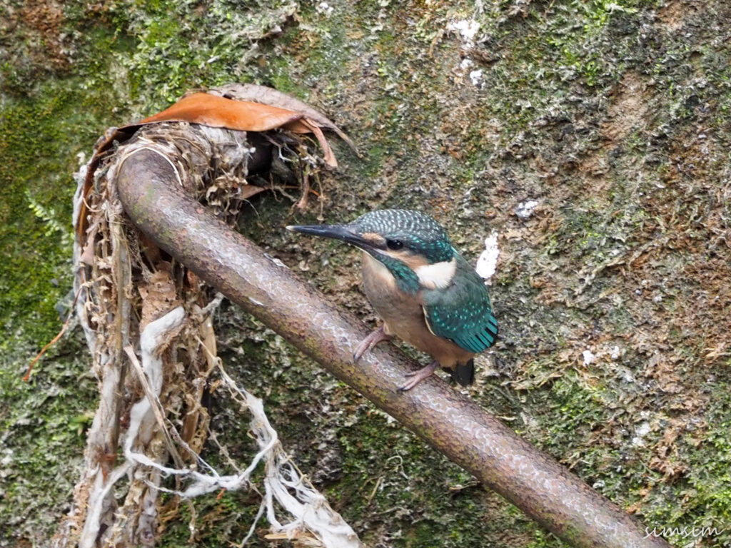 近所のカワセミ親子