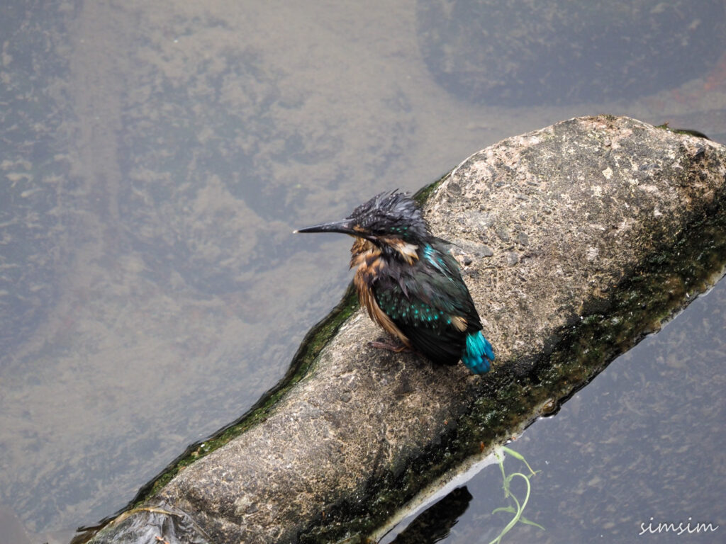 近所のカワセミ親子