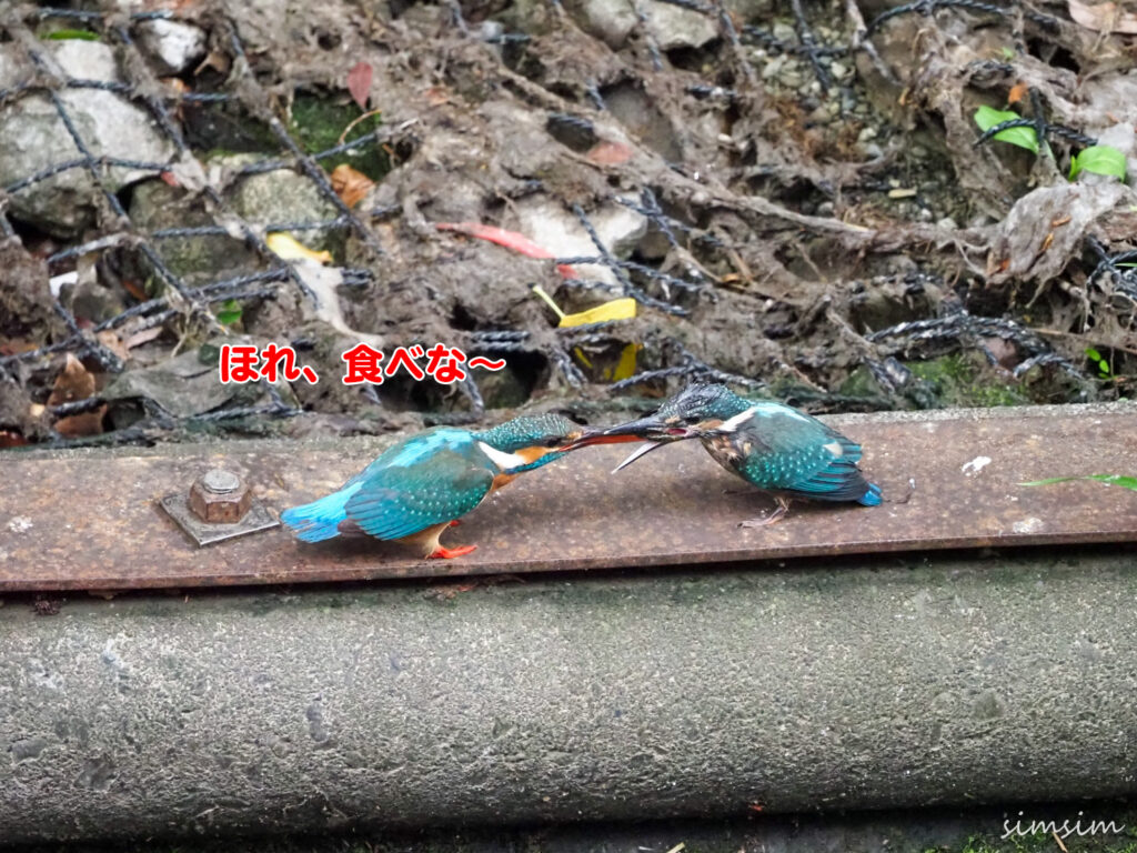 近所のカワセミ親子