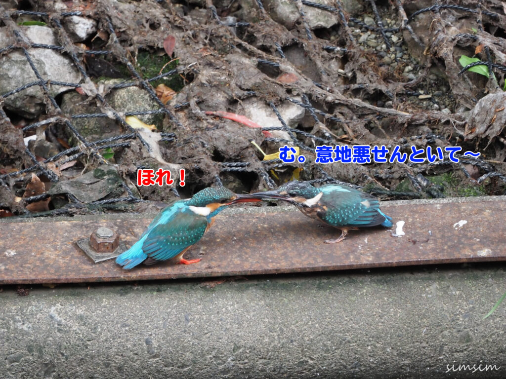 近所のカワセミ親子