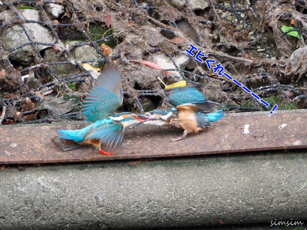 近所のカワセミ親子