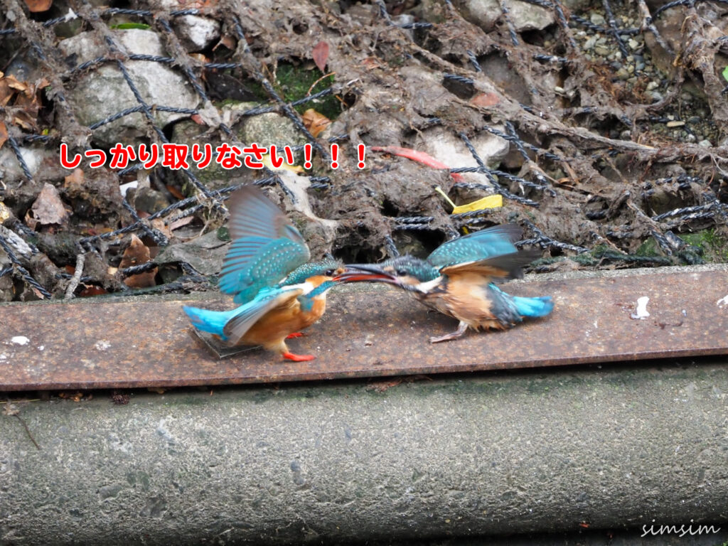 近所のカワセミ親子