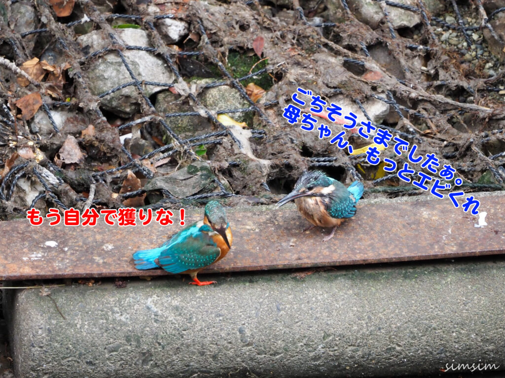 近所のカワセミ親子