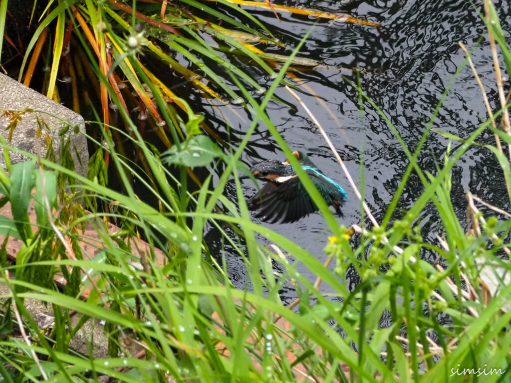 近所のカワセミ親子