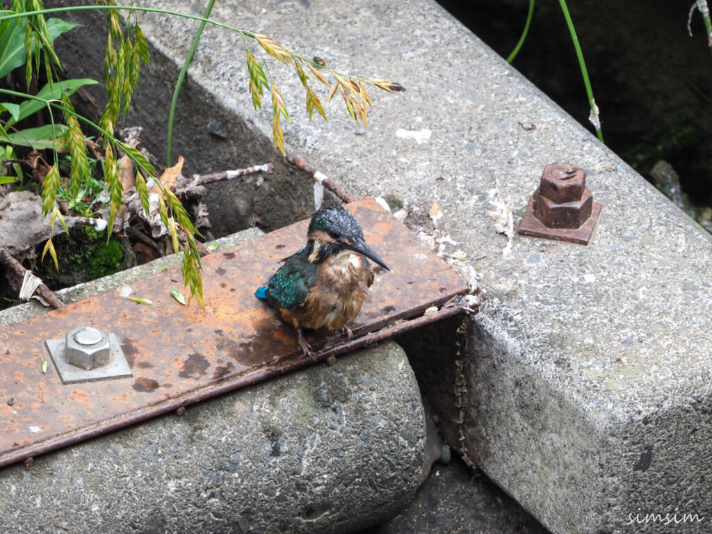 近所のカワセミ親子