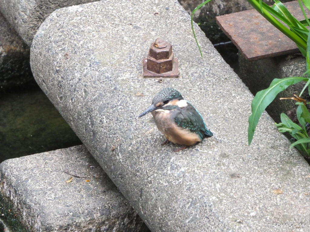 近所のカワセミ親子