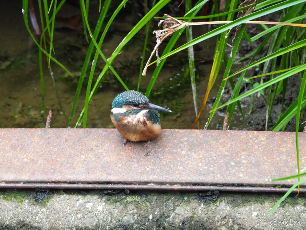 近所のカワセミ親子