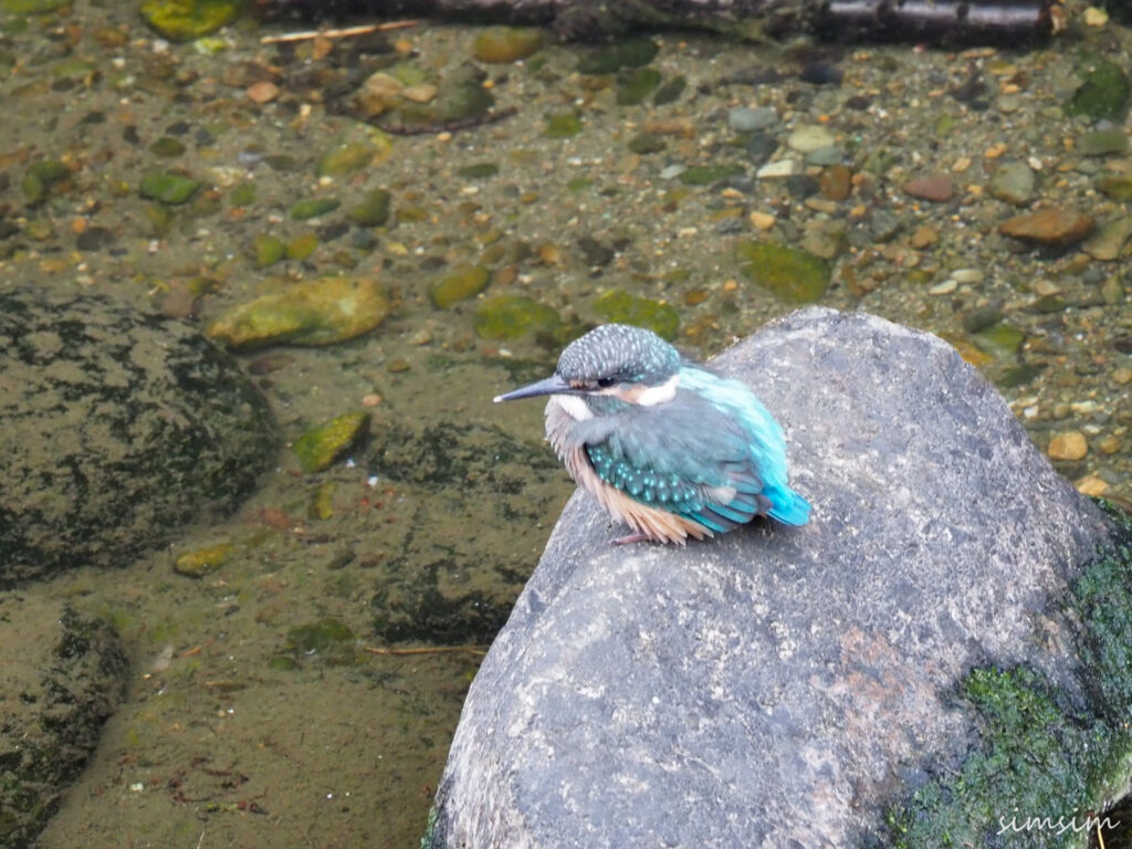 近所のカワセミ親子
