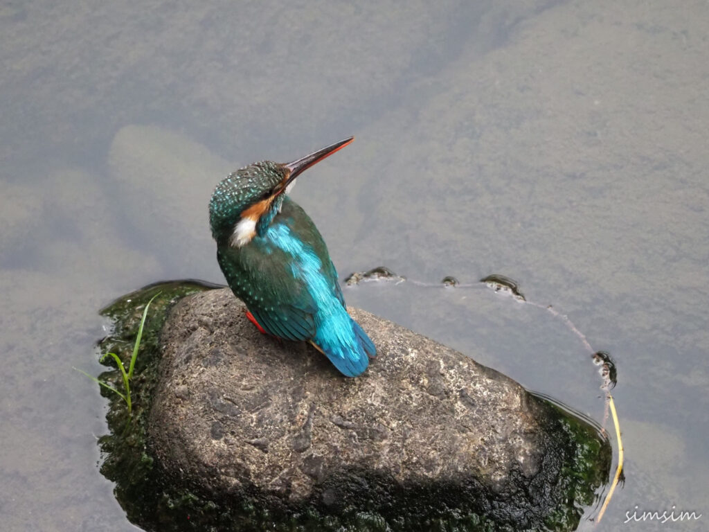 近所のカワセミ親子