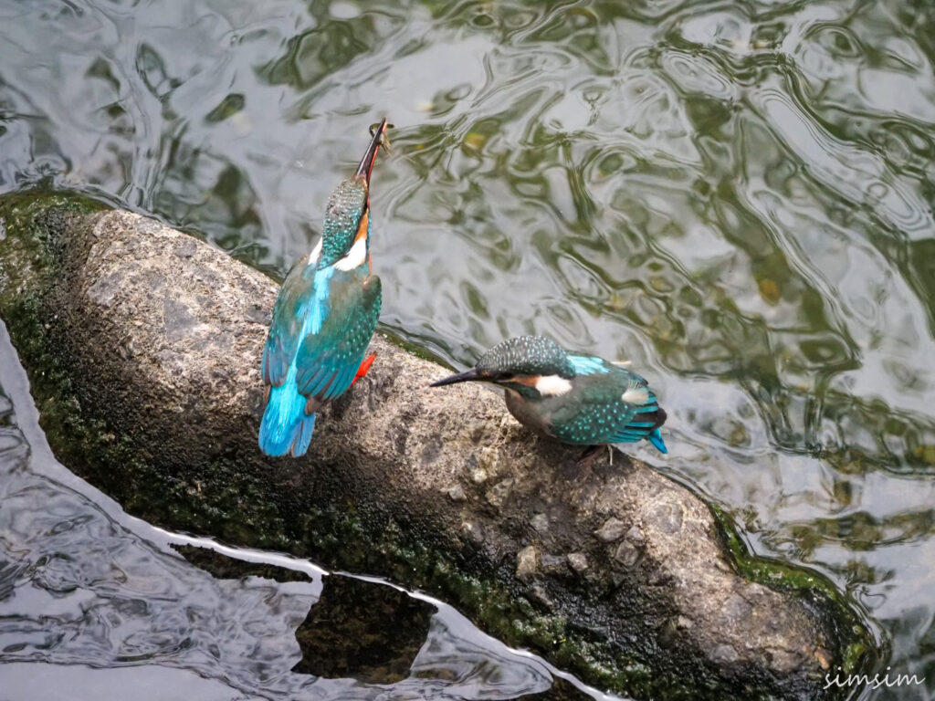 近所のカワセミ親子