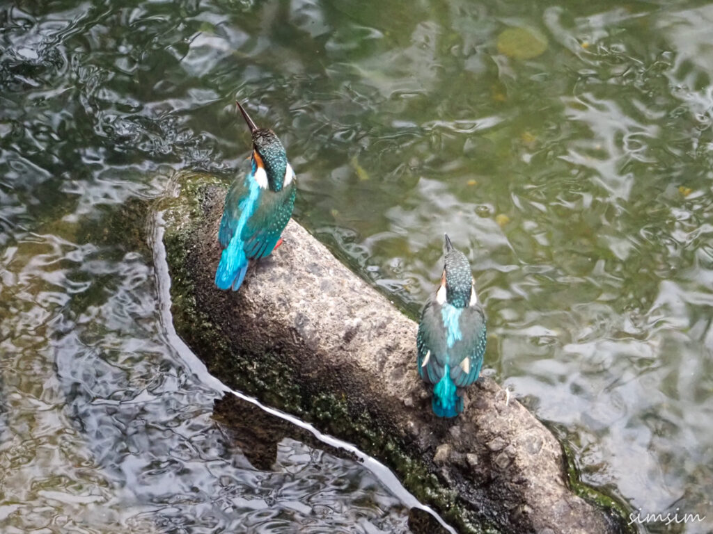 近所のカワセミ親子