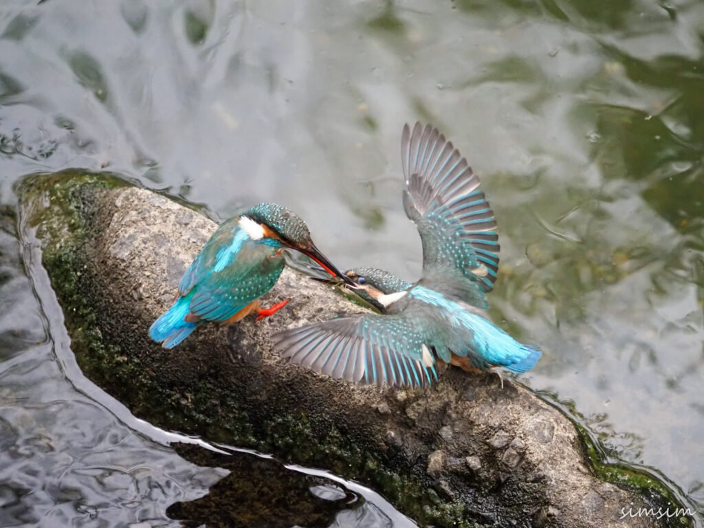 近所のカワセミ親子