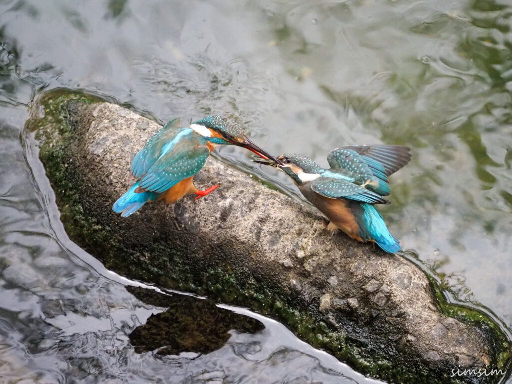 近所のカワセミ親子
