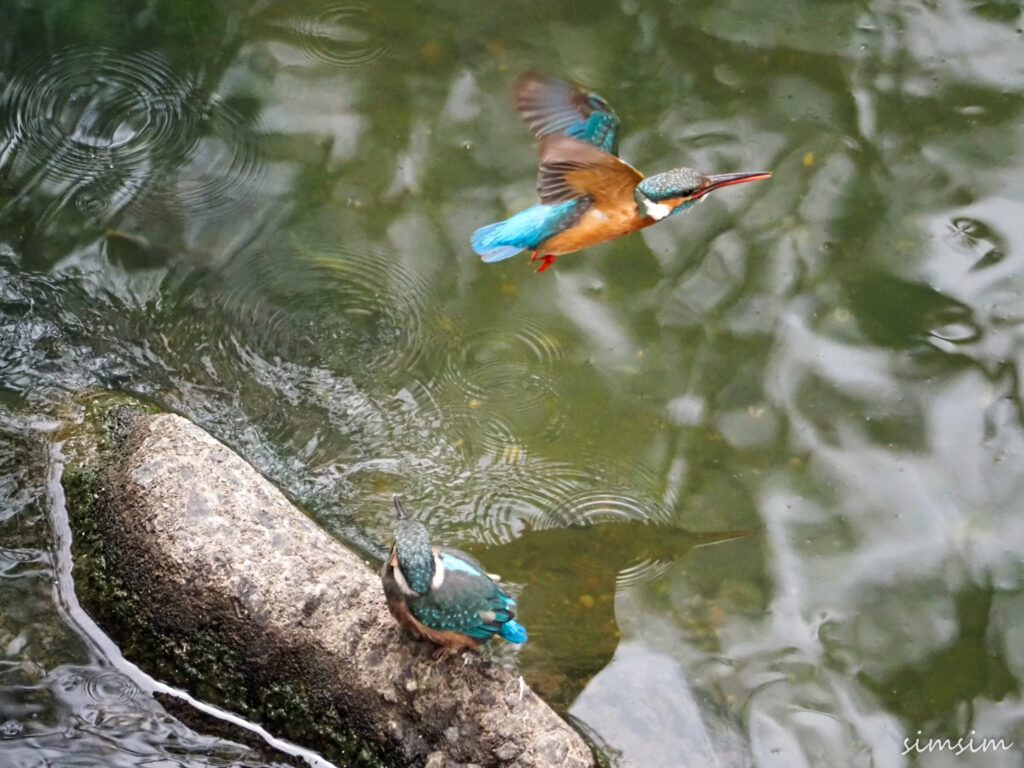 近所のカワセミ親子