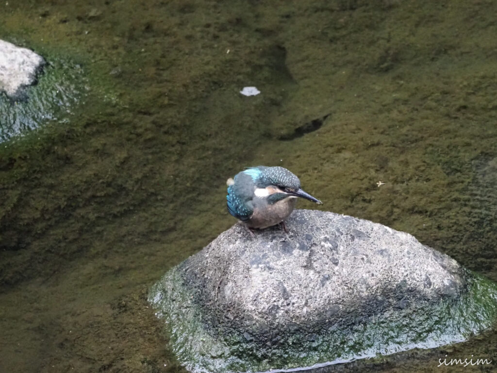 近所のカワセミ親子