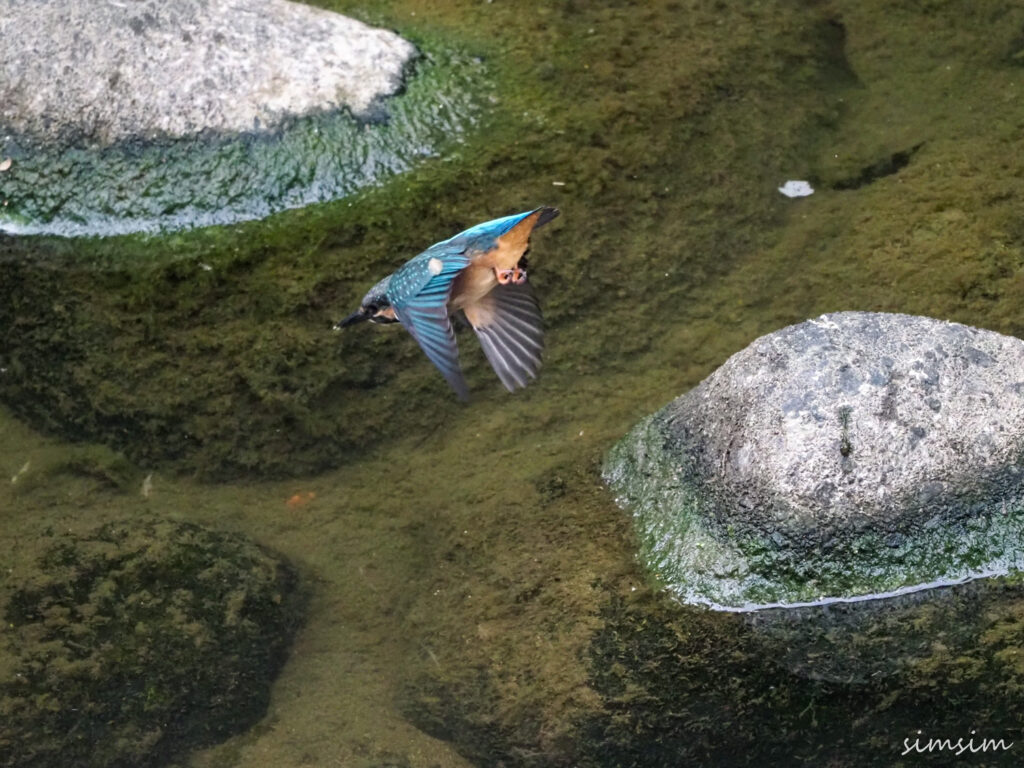近所のカワセミ親子
