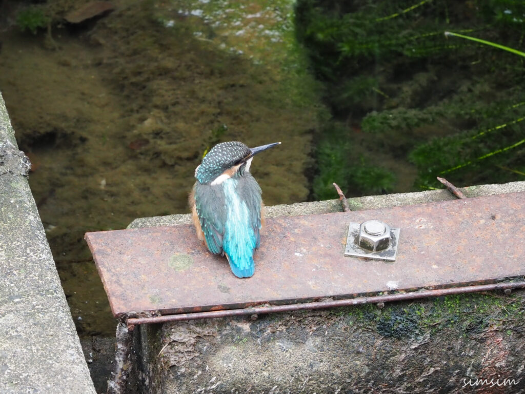 近所のカワセミ親子