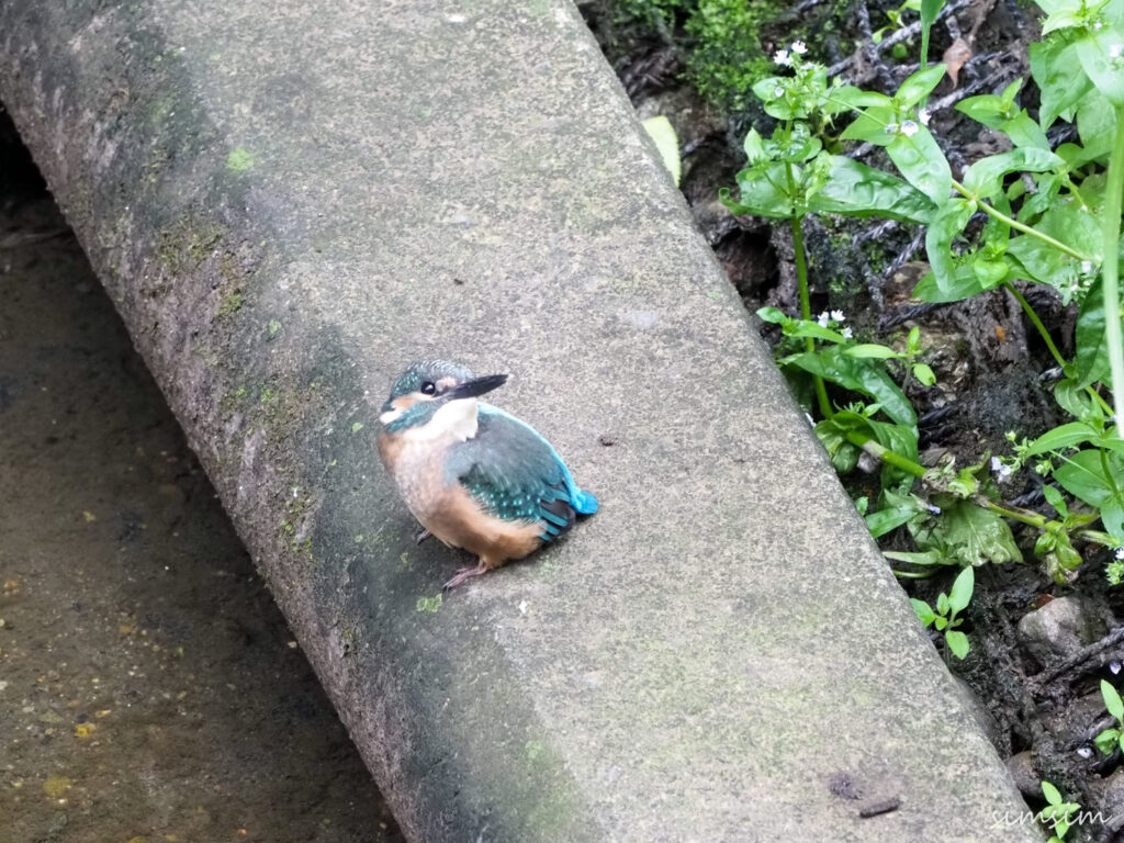 近所のカワセミ親子