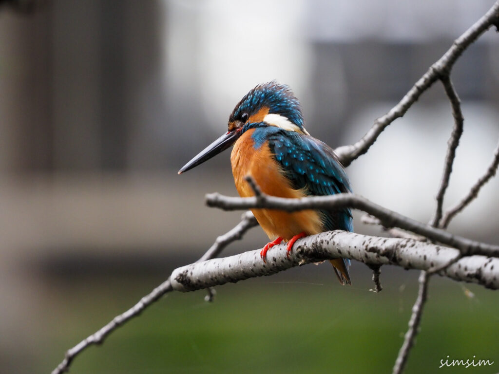 近所のカワセミ親子