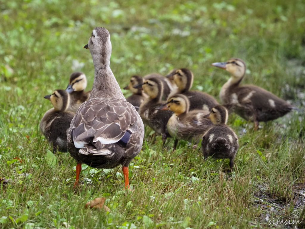 カルガモ親子