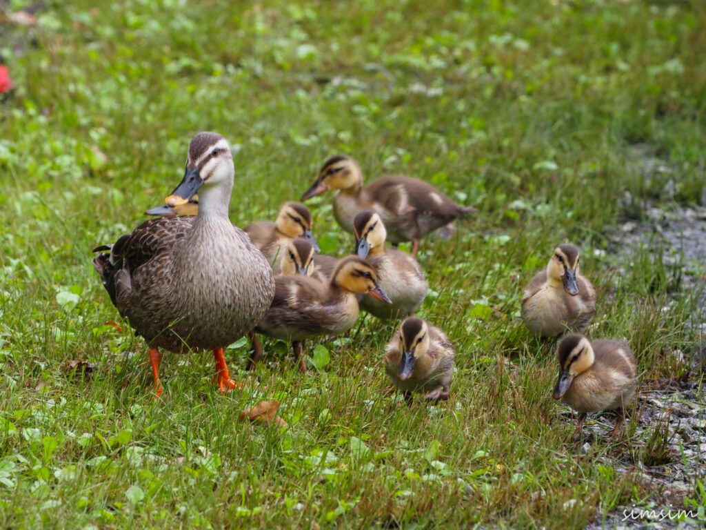 カルガモ親子