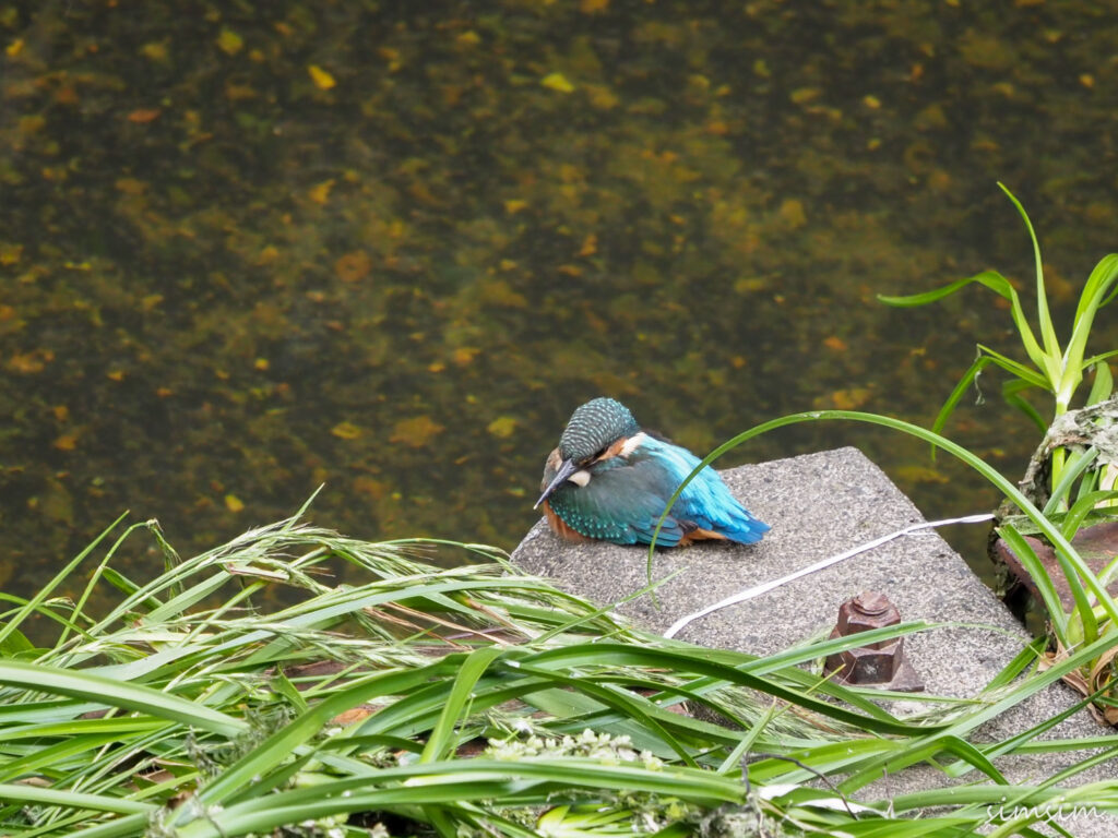 カワセミ幼鳥
